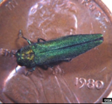 Emerald Ash Borer is a green bug that is smaller than a U.S. penny 